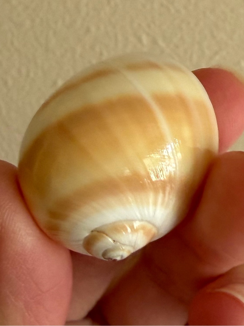 SEASHELL - Picture 3 of 5